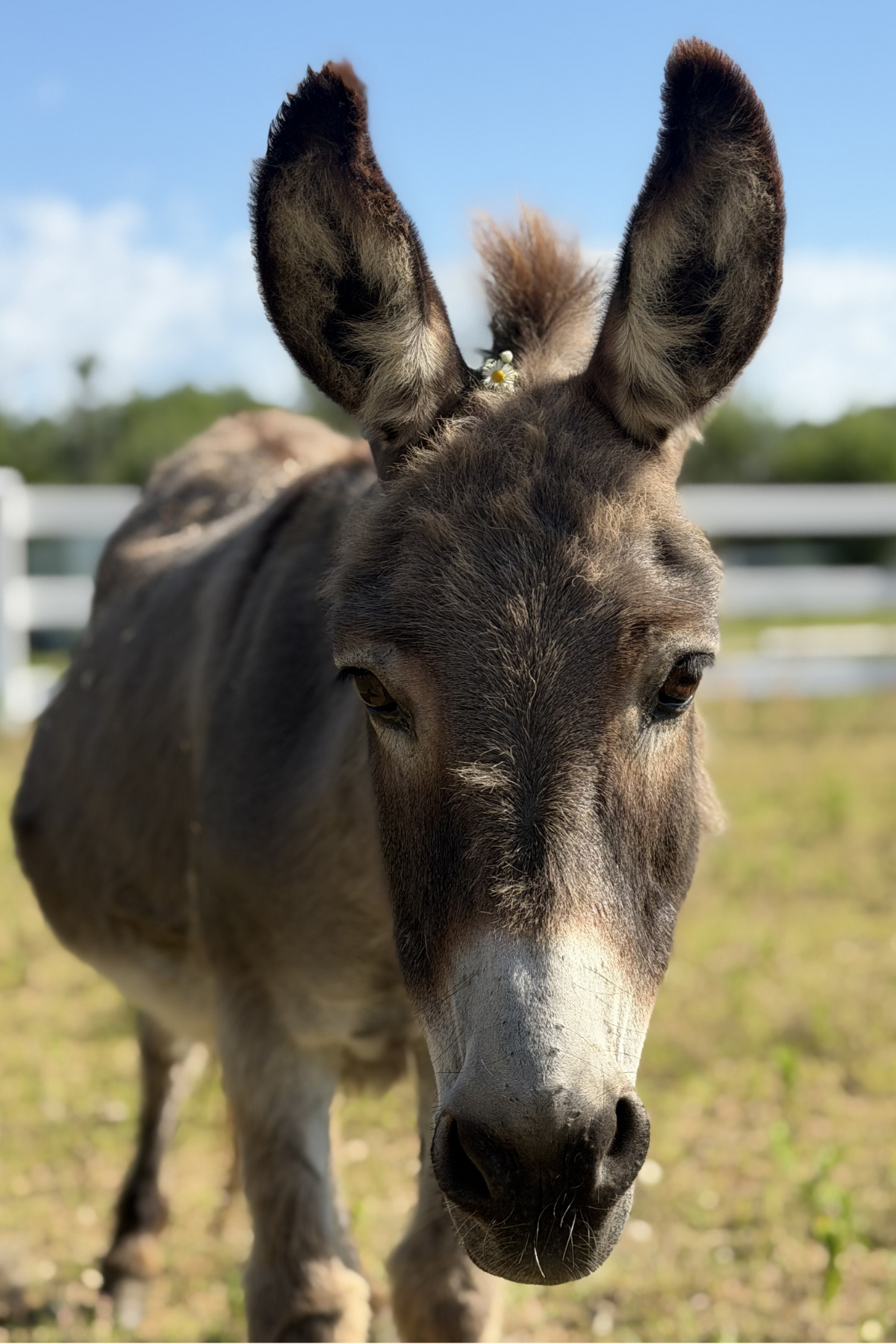 A miniature donkey with big perky ears and a big belly