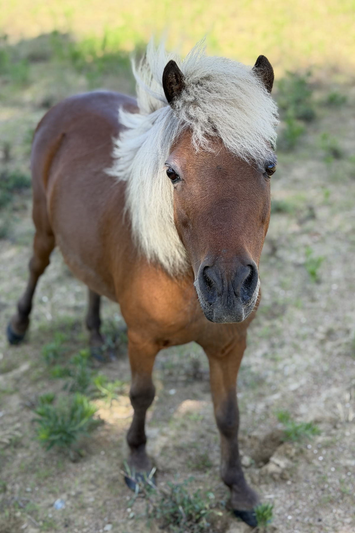 A cinnamon colored miniature horse with a pale mane blowing in the wind