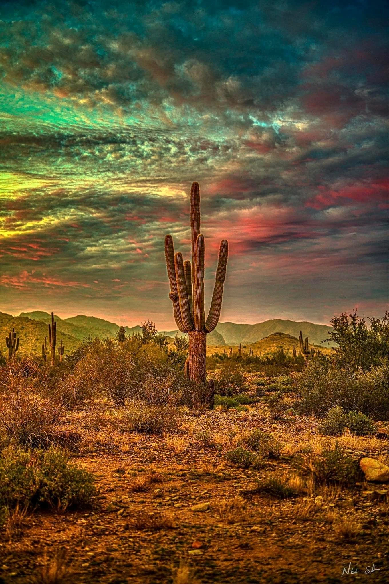 ARIZONA DESERT SCENE.JPG