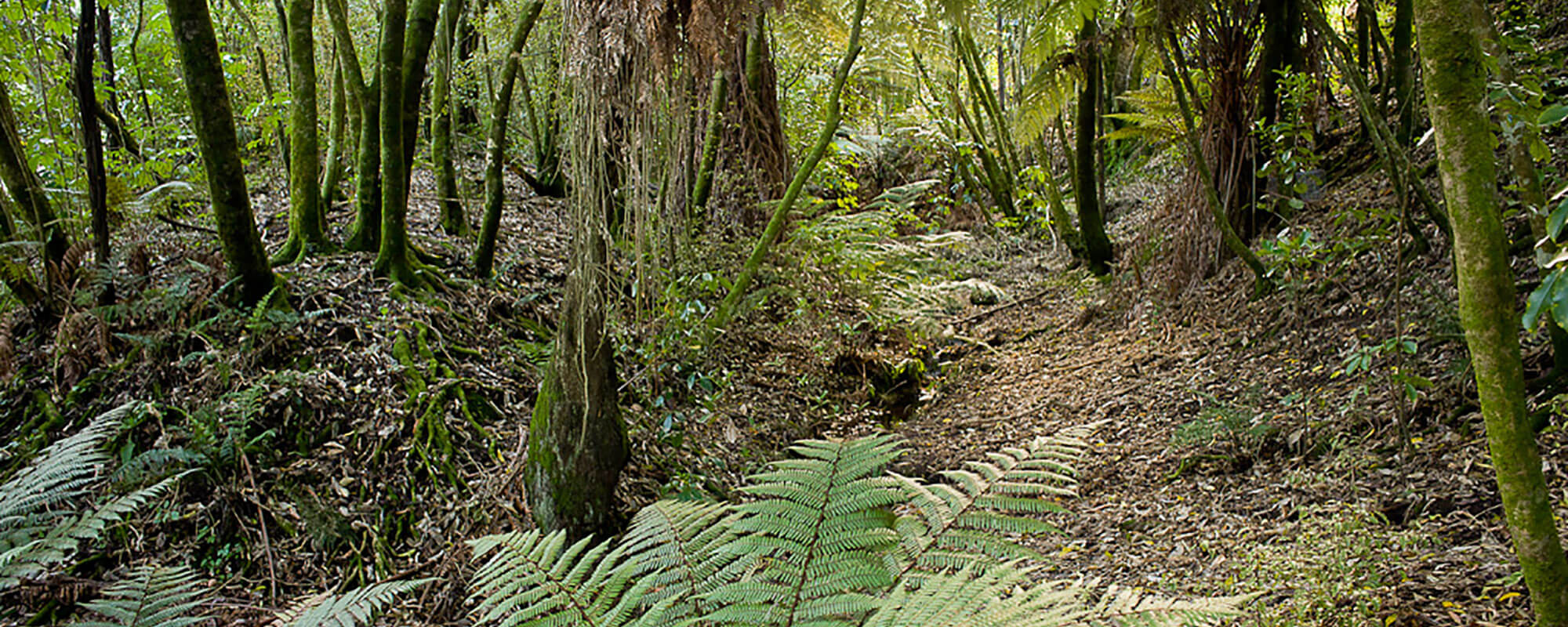 _DSC2953_iPad.jpg