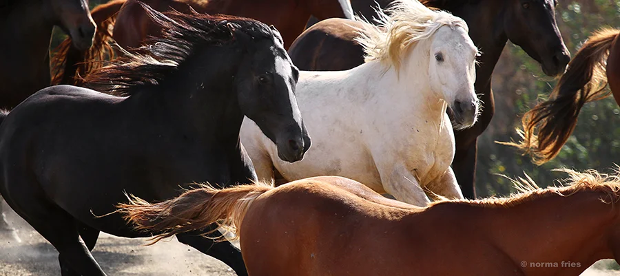 WH119: "Challis herd runs free"