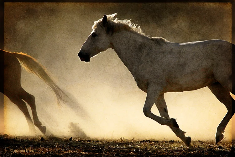 WH126: "Gray mare's sunset run"