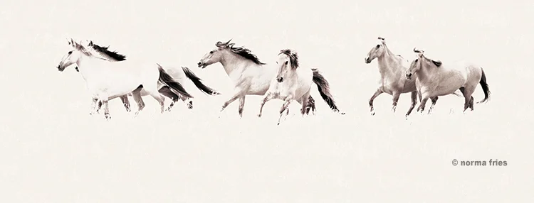 WH130: "Chief's ladies" (black and white hi-key version)