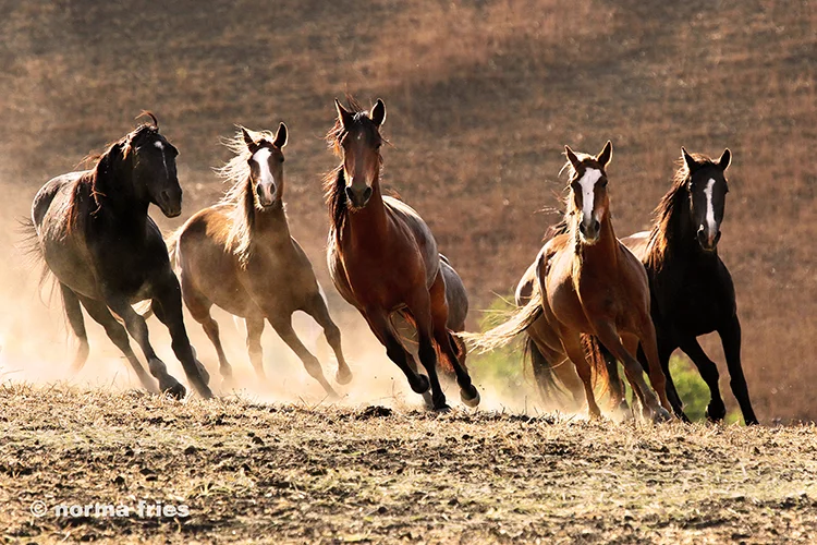 WH129: "Posse"