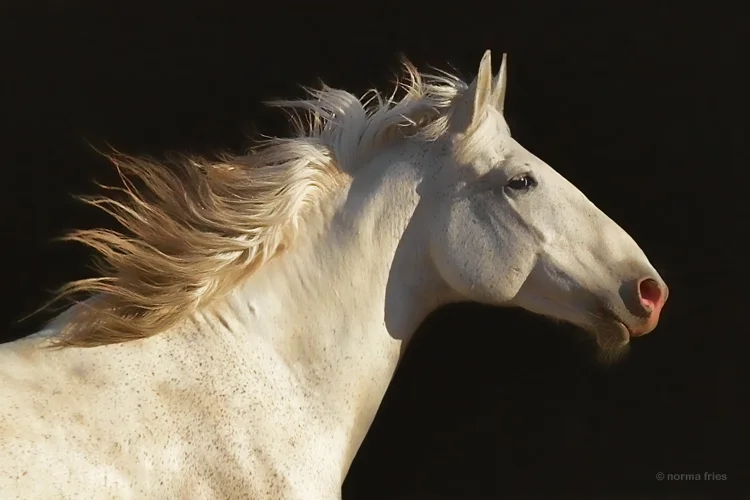 WH149: "The gray mare"