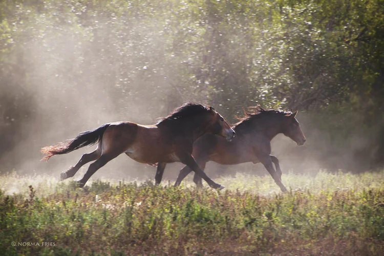 WH163: "Stallions' morning run"