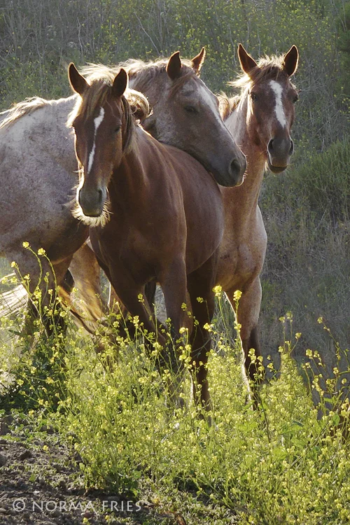WH164: "Three amigos"