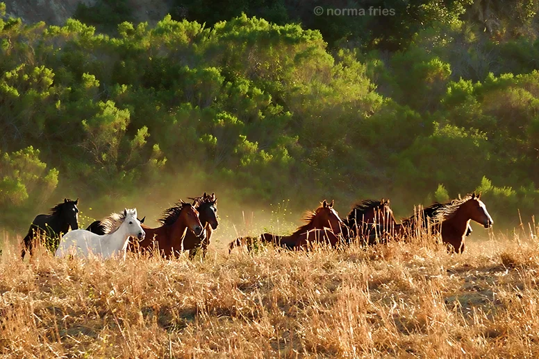 WHP132: "Gray Mare herd runs"