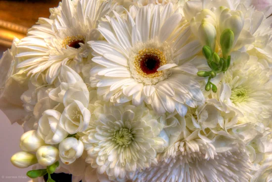 LN903: "Daisies"