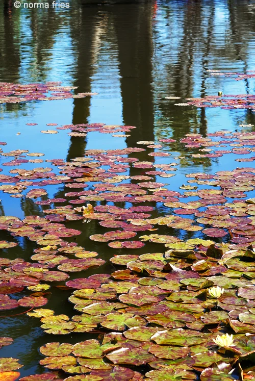 LN908: "Lily pads and reflections"