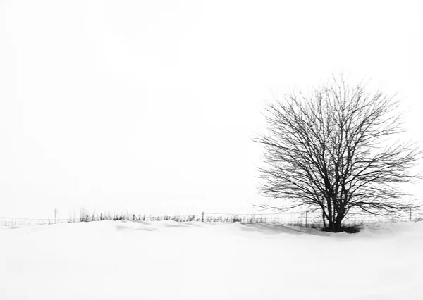 LN913: "Lone tree"