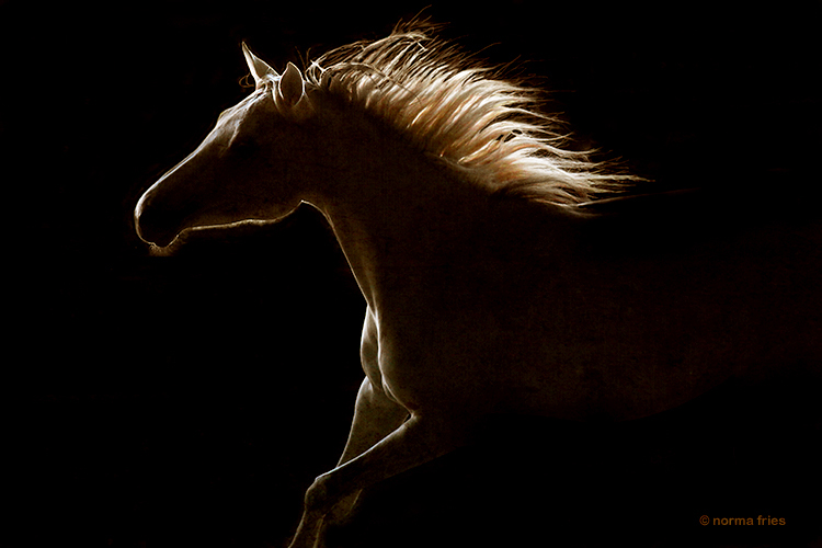 WH145: "Wild spirit horse"