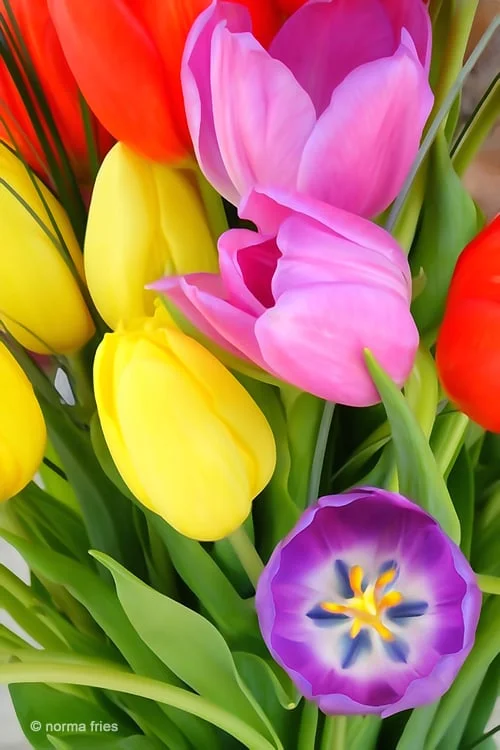 XX1016" "Tulips"