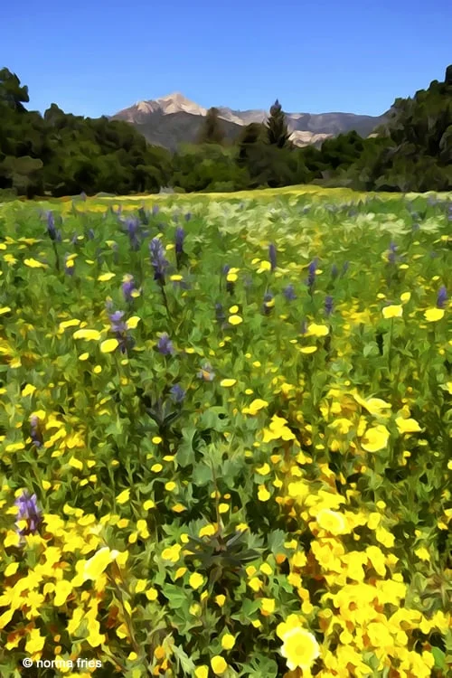 XX1018: "Meadow"