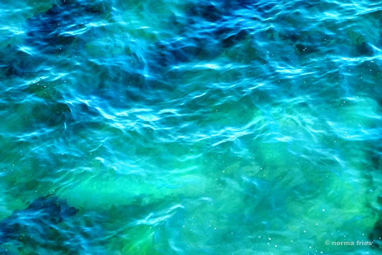 WT318: "Santa Cruz: sea and kelp"