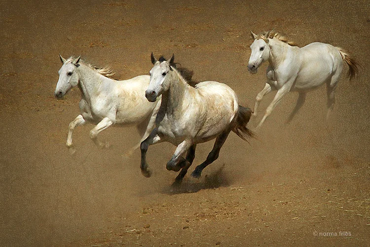 WH192: 3 grey Challis herd horses run