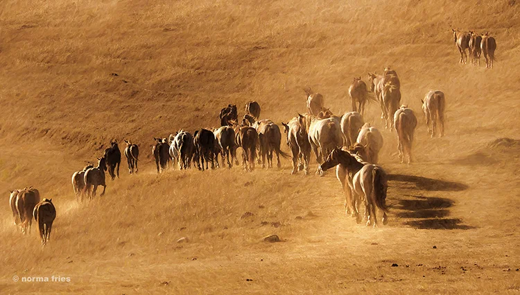 WH199: "Desert horses"