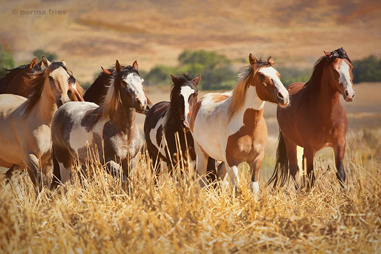 WH227: Choctaw in field