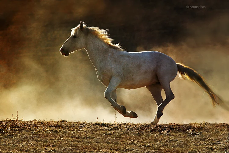 WH601: Gray mare runs at sunset