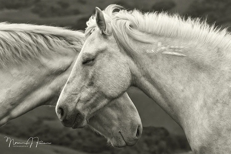 WHM112: "Cherish"