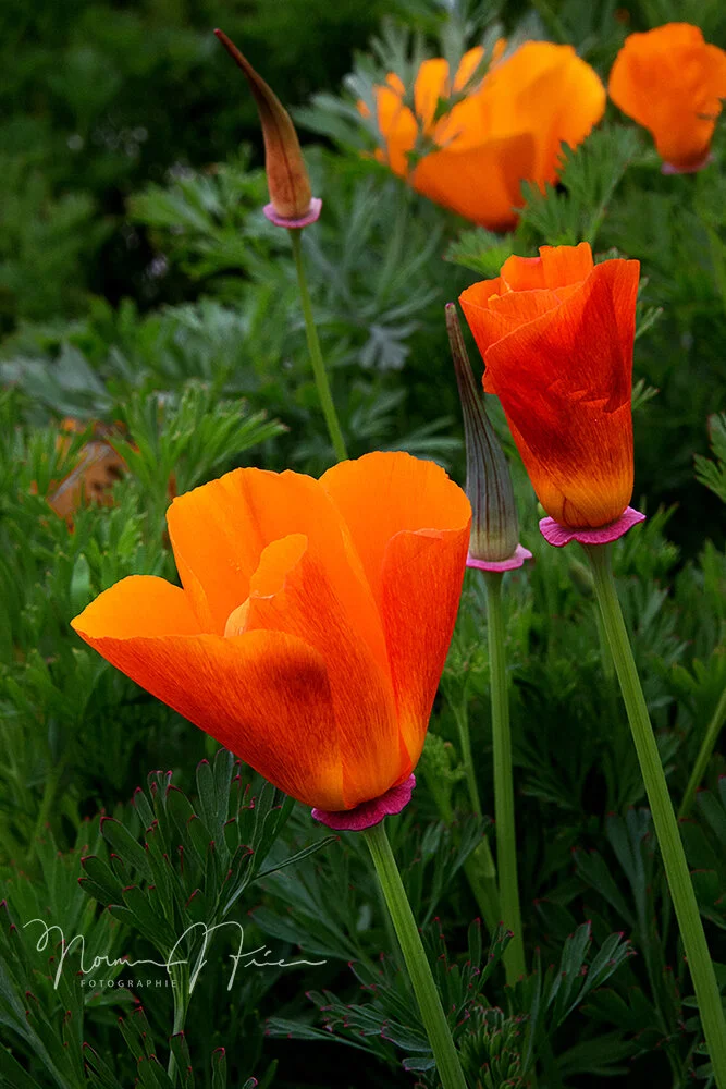  “Poppy stages” - California Super Bloom 2019 