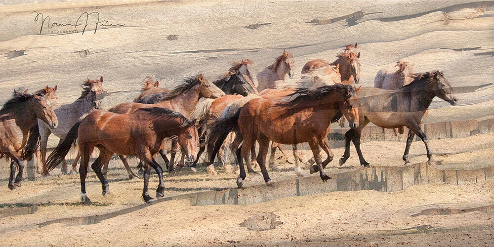  Wild horses (composite with wood found where the horses were) - Return to Freedom Wild Horse Sanctuary 