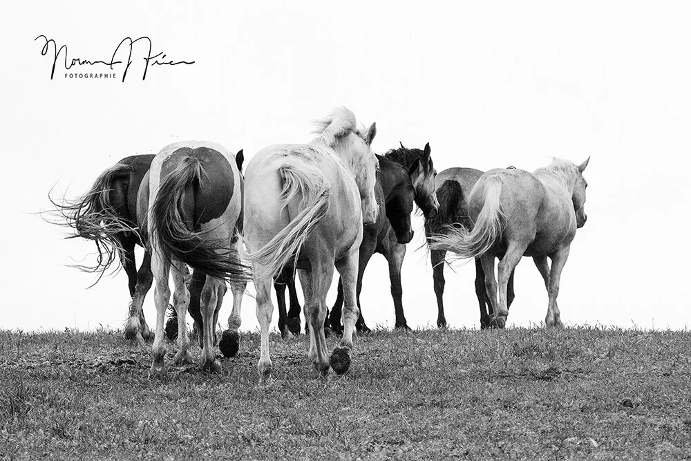 “Tails, you win” - Return to Freedom Wild Horse Sanctuary 