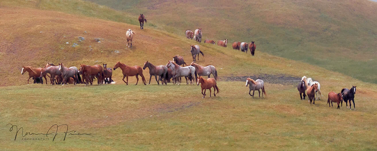  “Horse glory” - Return to Freedom Wild Horse Sanctuary 
