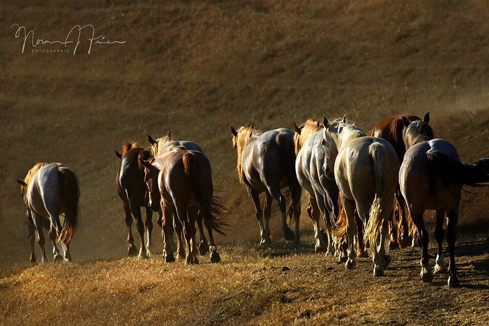  “Saunter” - Return to Freedom Wild Horse Sanctuary 