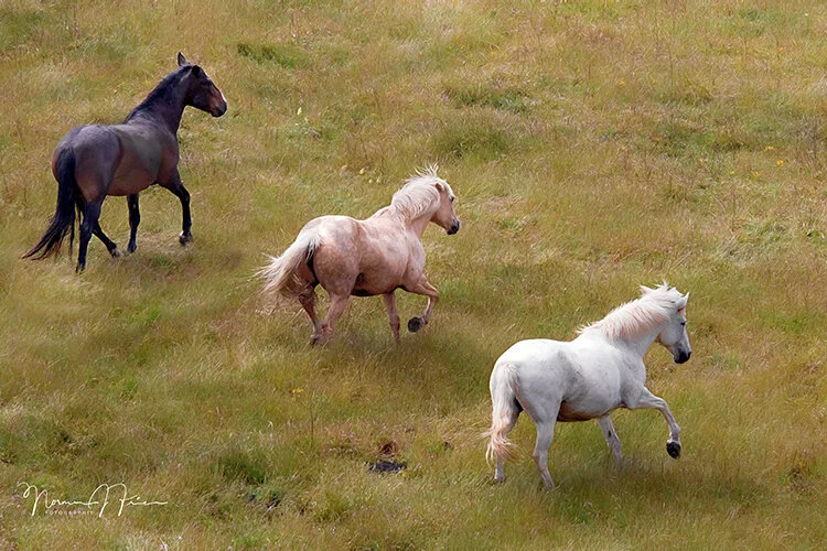  “3 wild horses” - Return to Freedom Wild Horse Sanctuary 