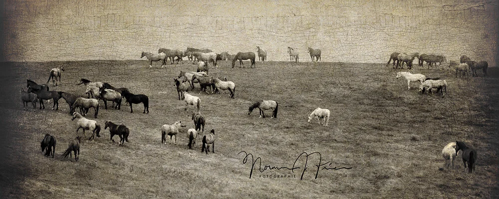  “Homage to tintypes” - Return to Freedom Wild Horse Sanctuary 