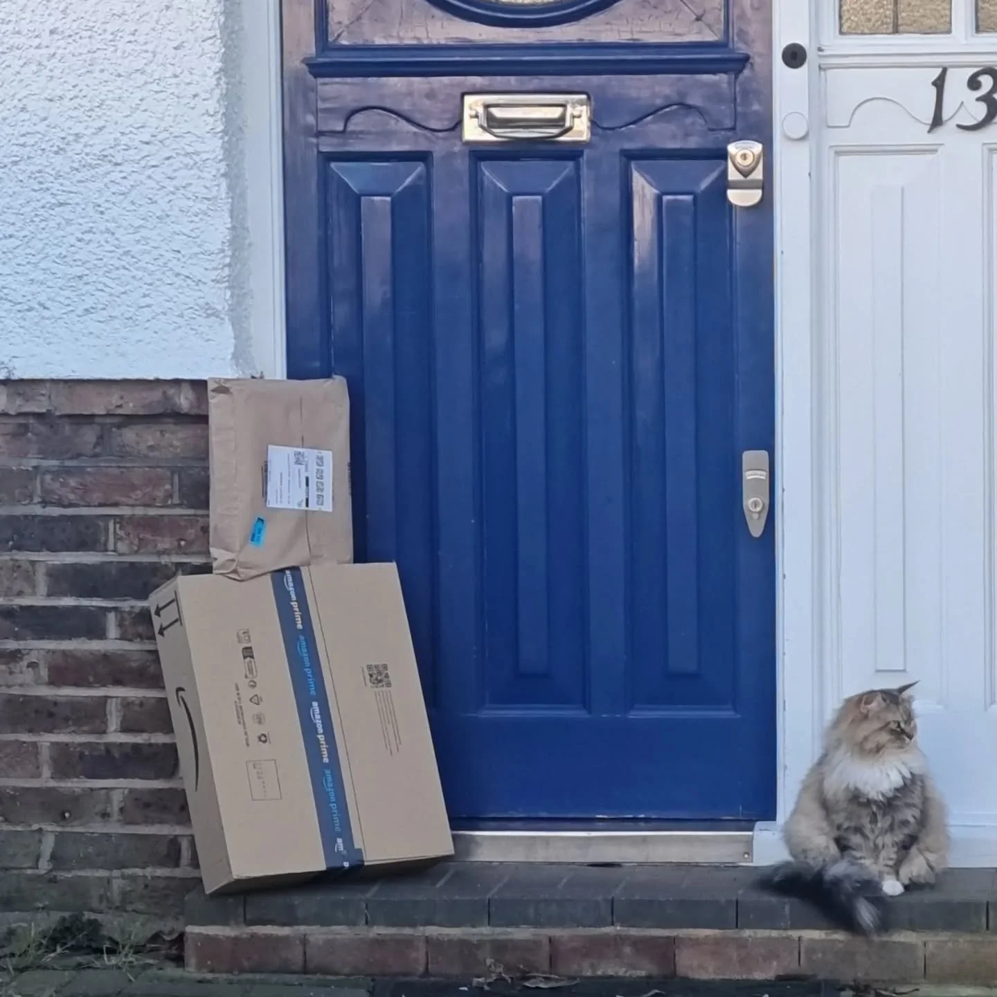 Amazon cat delivery