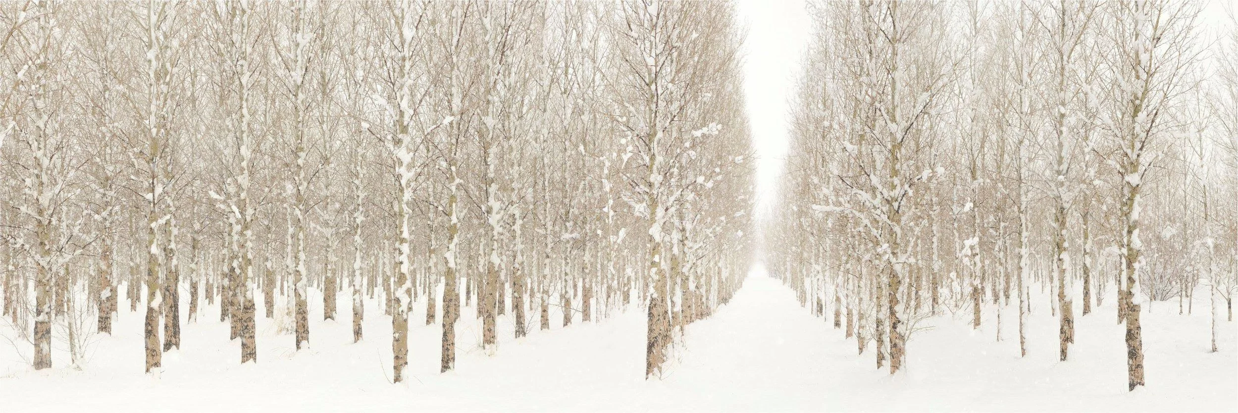 Hidden Forest Winter