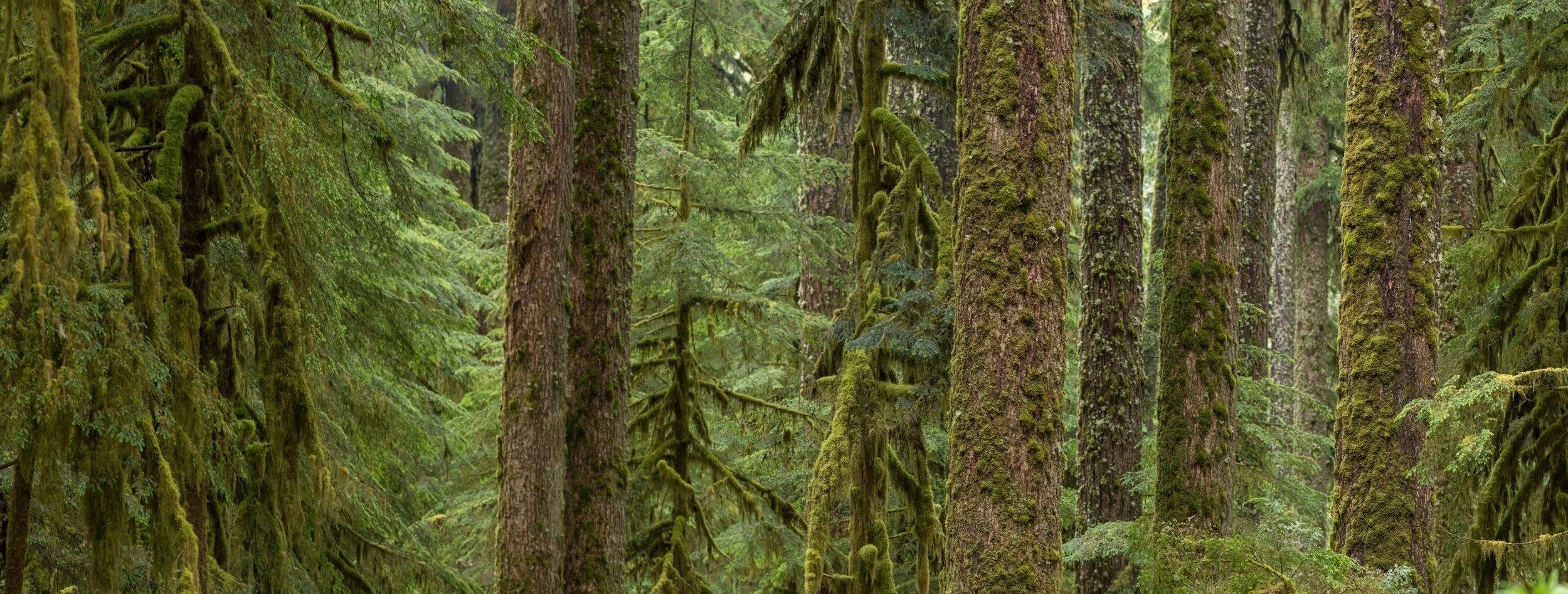 Hoh Rainforest