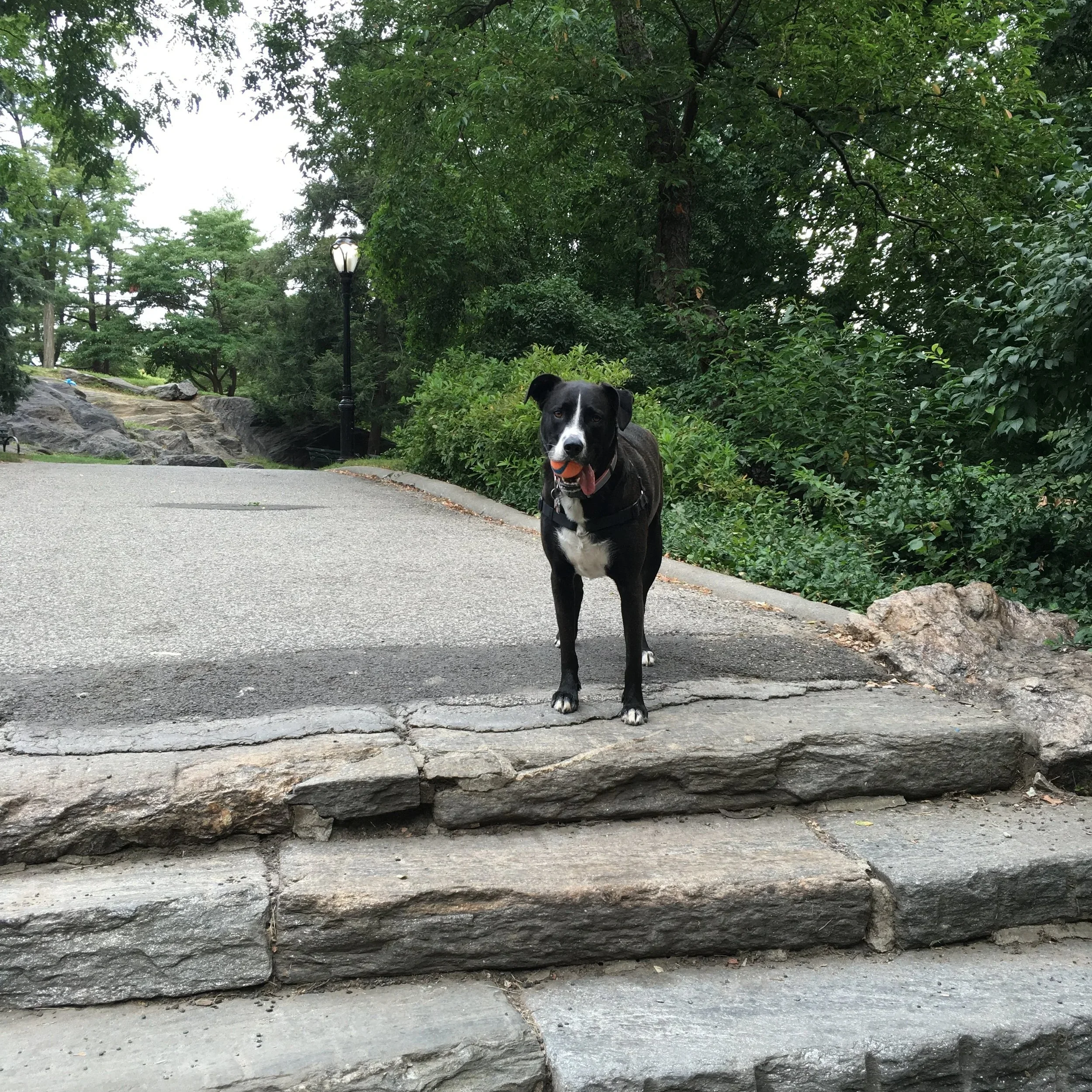 Daley, Director of Treats  (Emeritus)