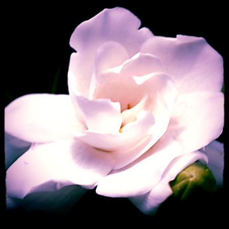 GARDENIA