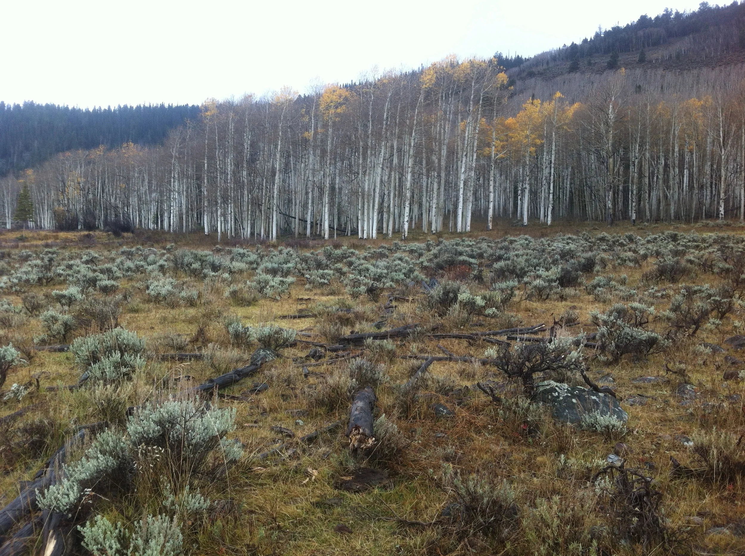 IMG_1647.JPG
