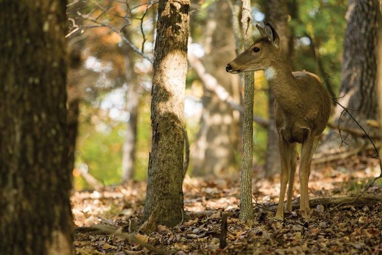 photo deer in woods.jpg