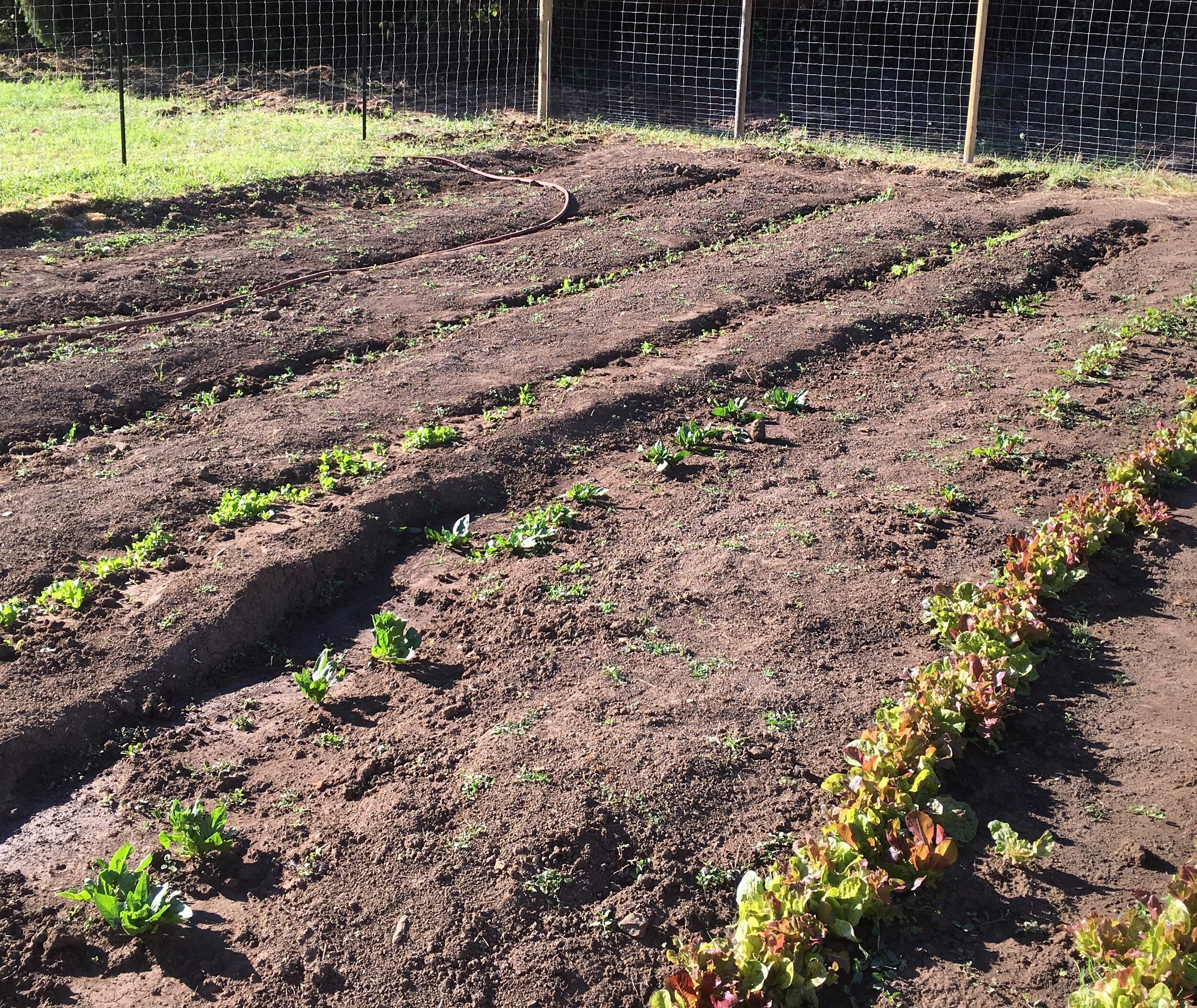 photo veg garden.jpg