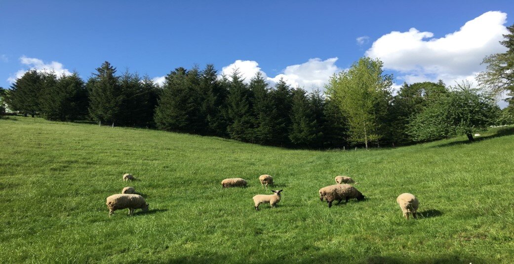 photo cobb farm sheep on hills.jpg