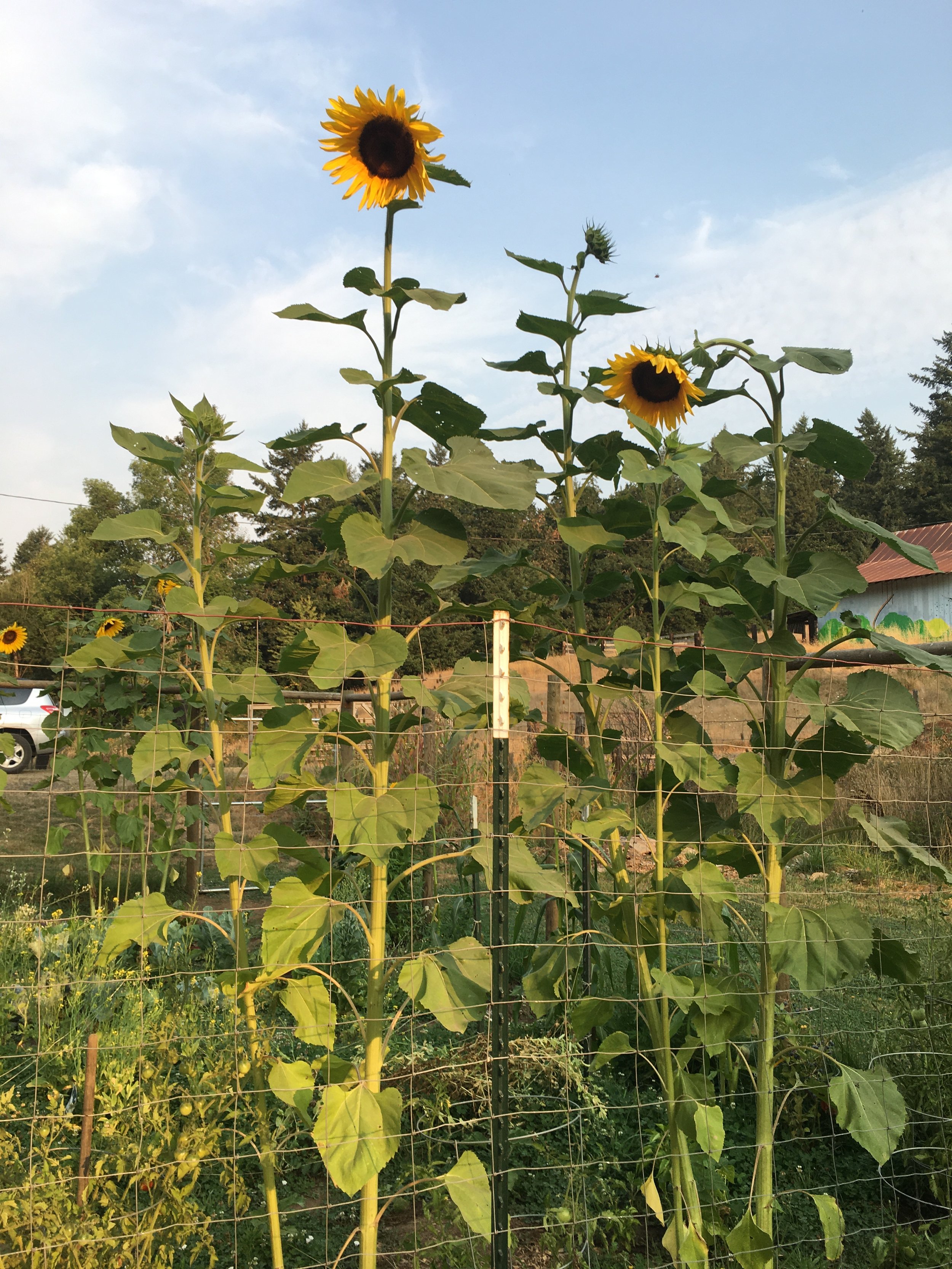 photo 10 feet tall sunflowers.JPG