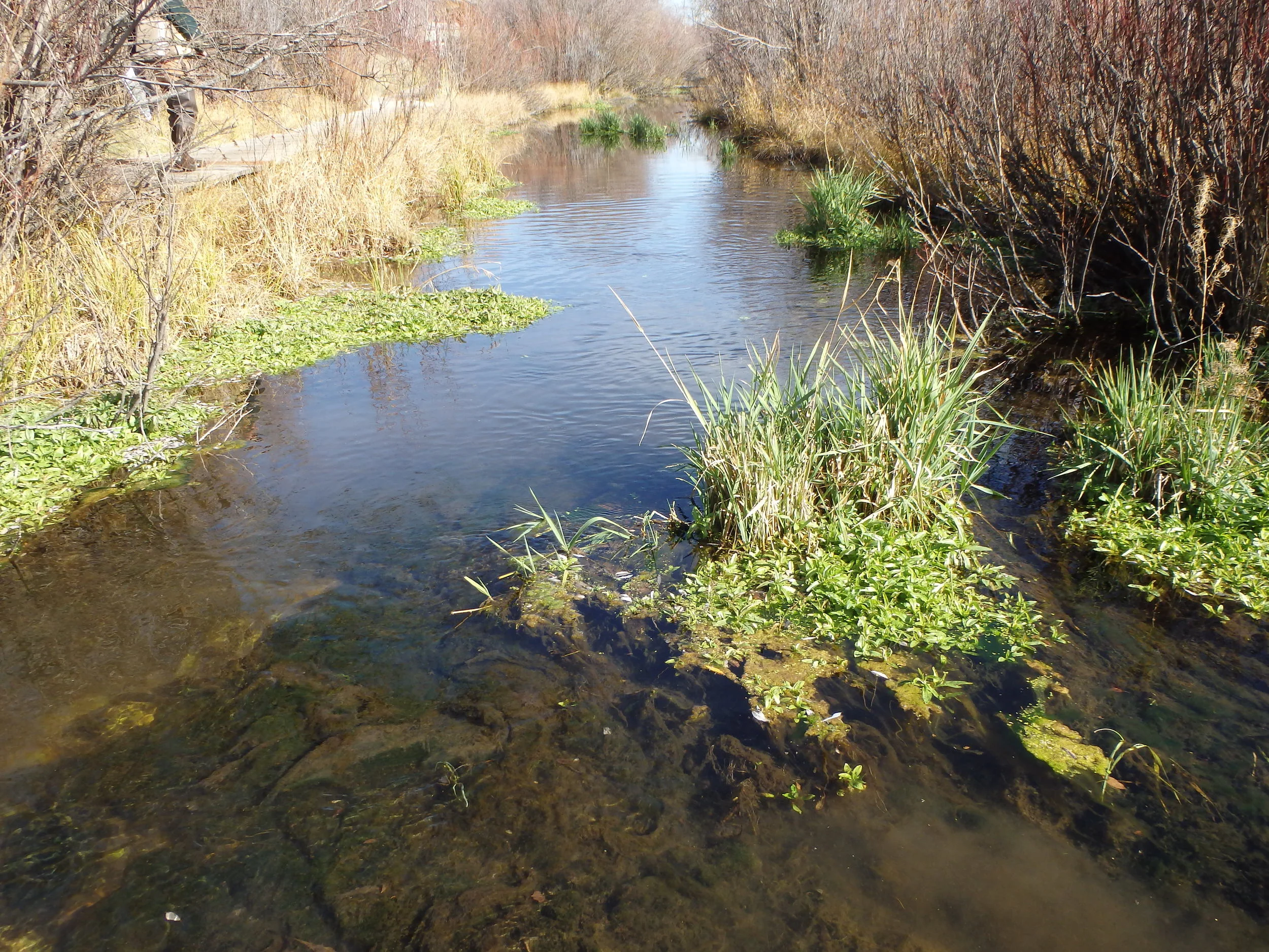 Before - the wide, slow creek offers no juvenile trout cover except clumps of invasive grasses