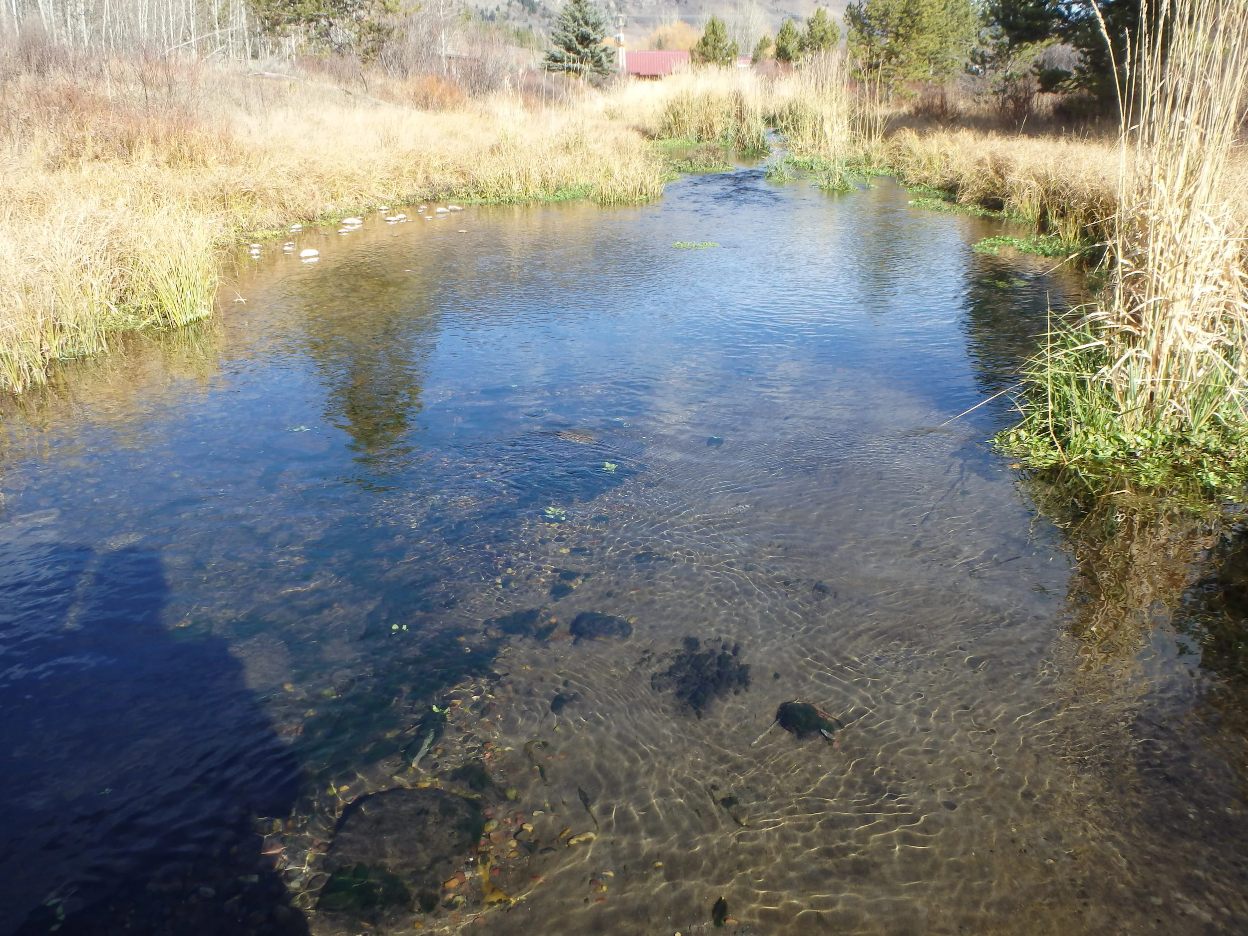 Before - the creek is silted and has minimal bank vegetation to provide shade and cover