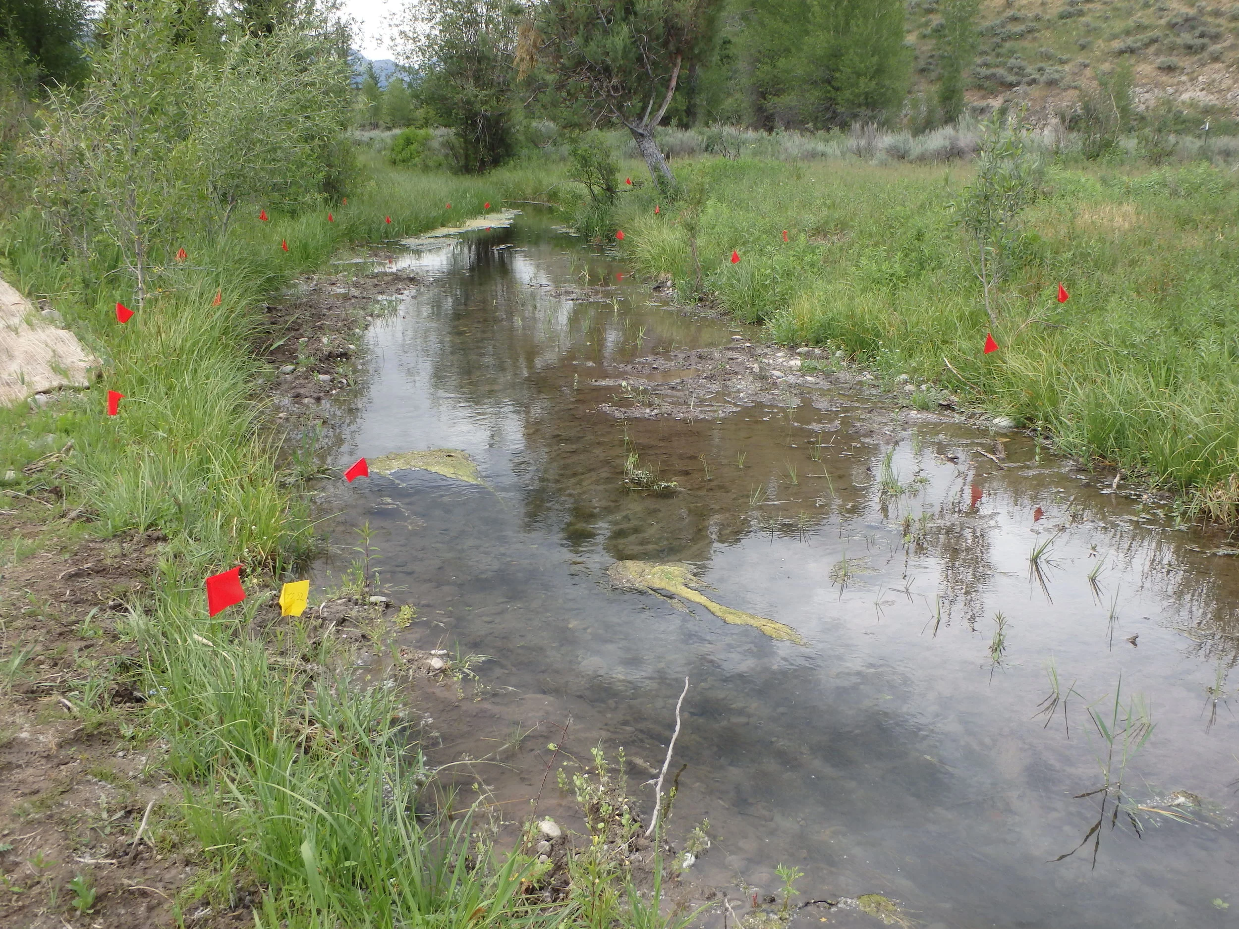 June 2016 - New channel newly planted with bareroot plugs and seeded