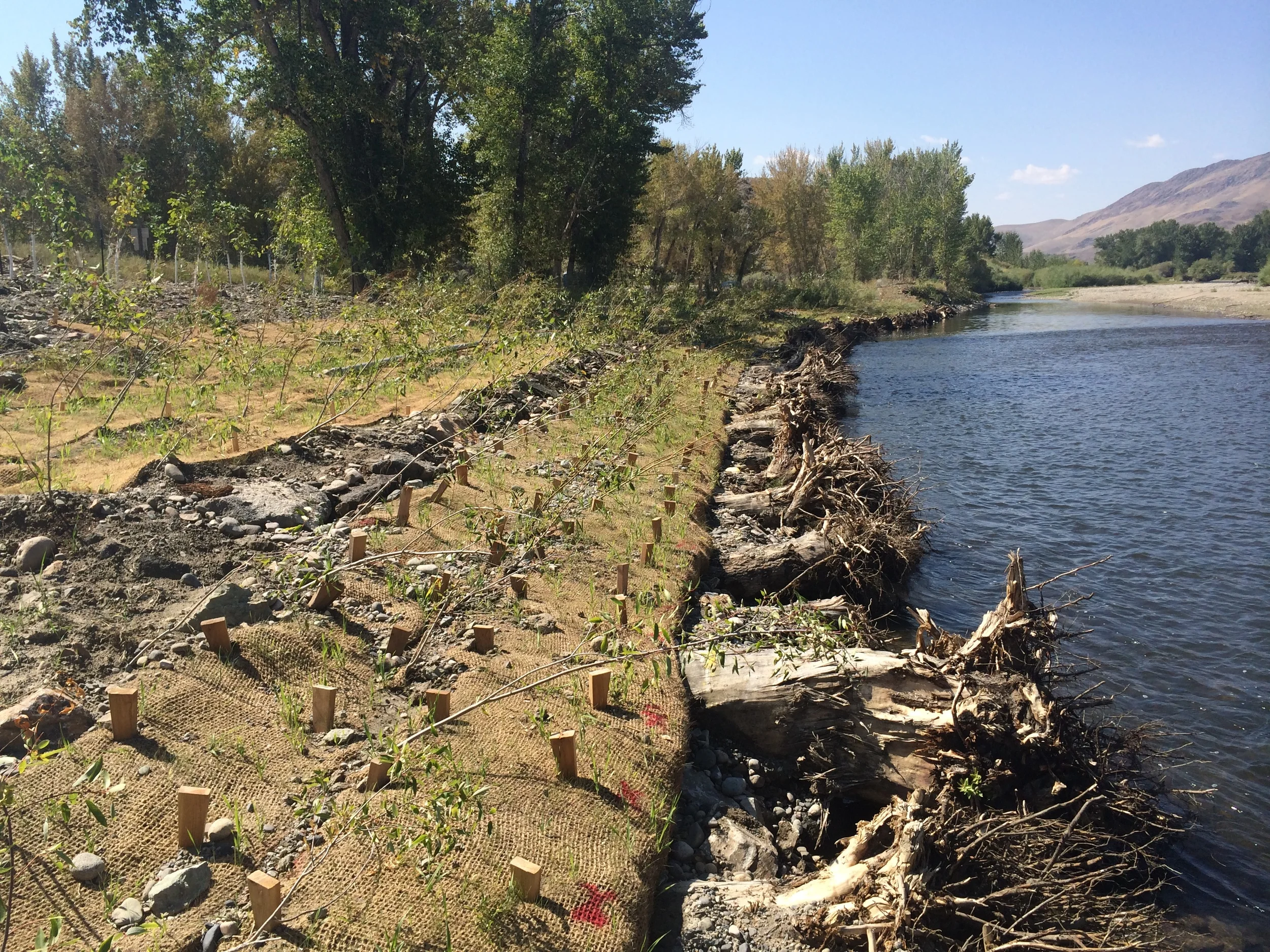 After - upstream - bank is stabilized with rootwads, erosion control fabric, willows, other tree species, and has been seeded.