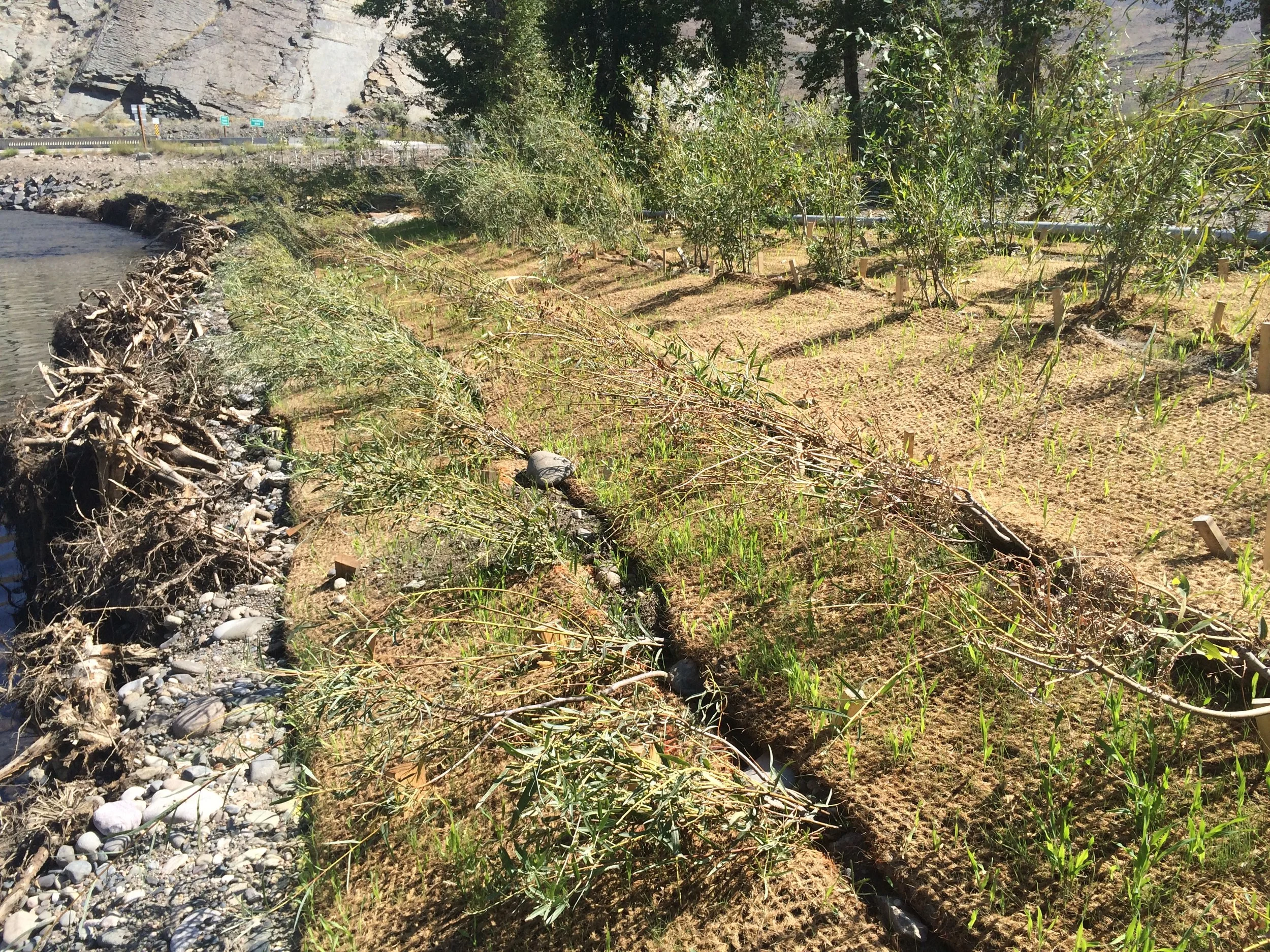 After - downstream - bank is re-sloped, stabilized, and re-vegetated.