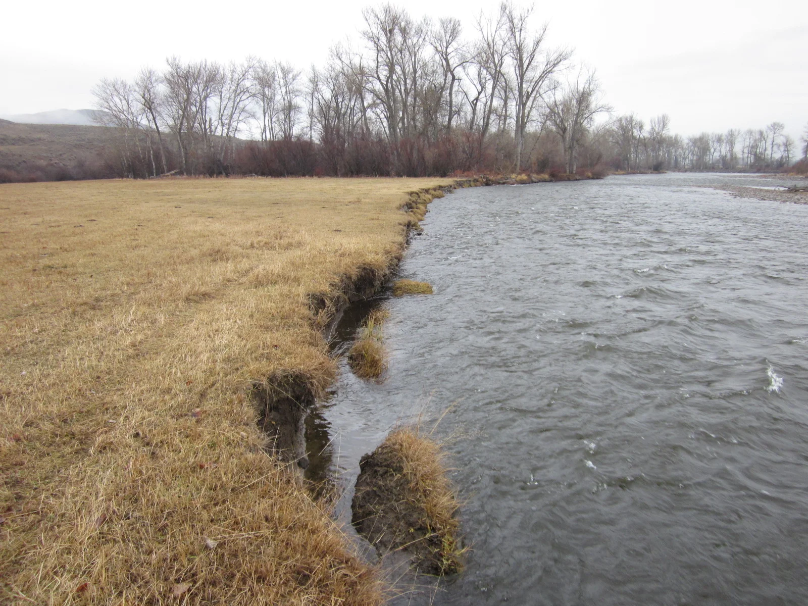 Before - the river was easily eroding the bank and the landowner was rapidly losing his pasture