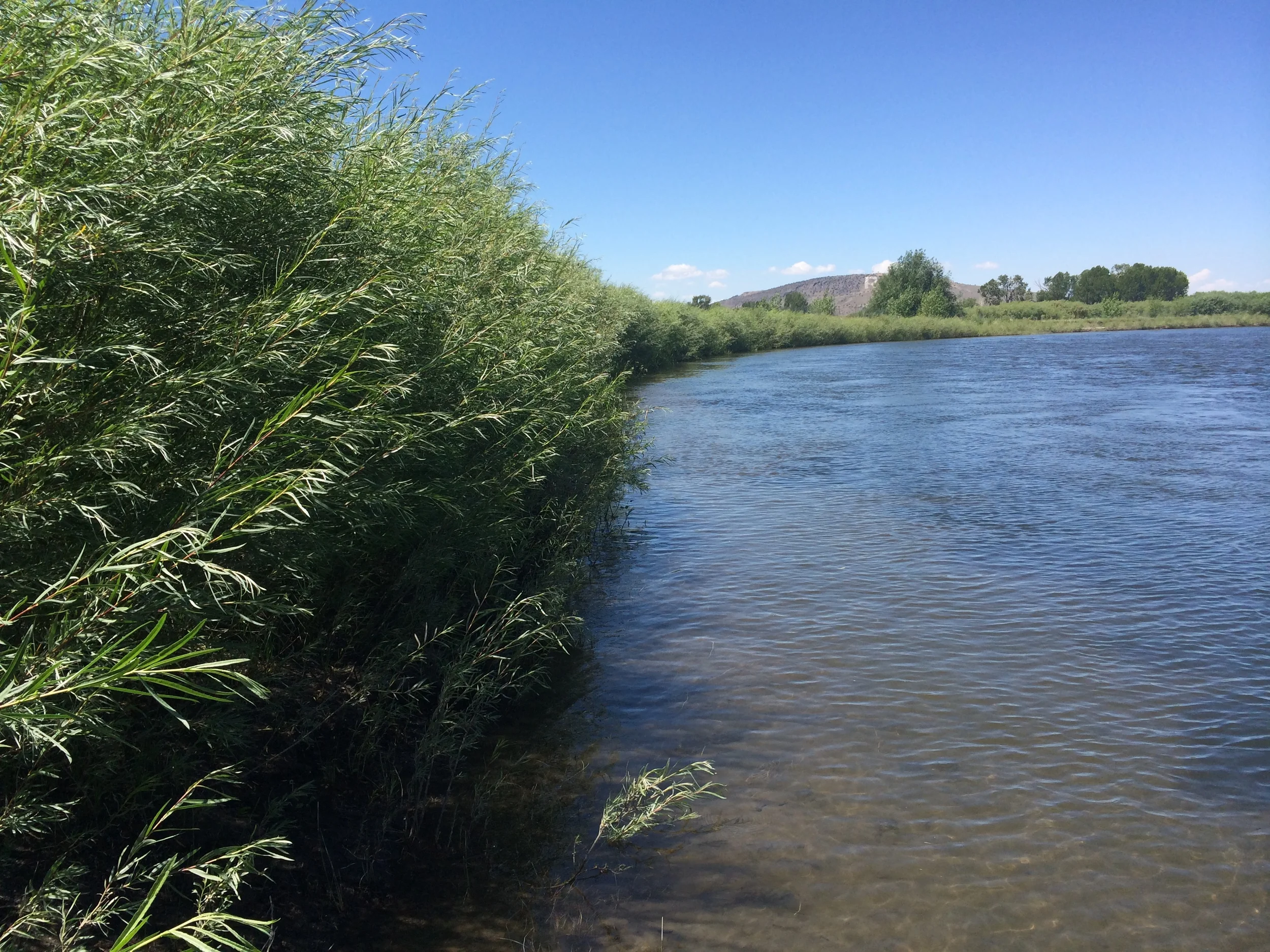 Dense willows growing along a bank that was eroding and unstable prior to construction