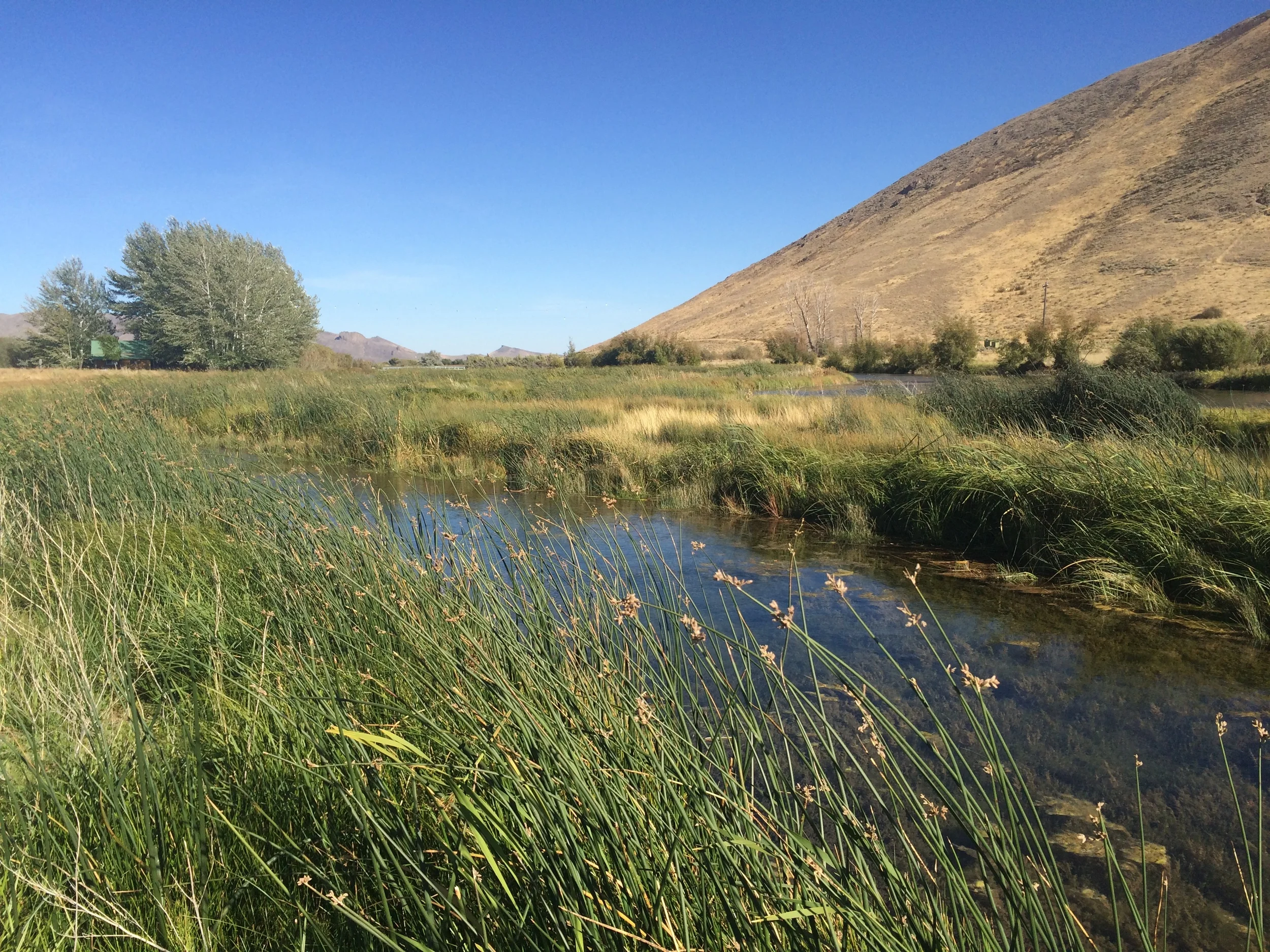 A wide variety of wetland plants along the creek in Idaho for wildlife habitat restoration