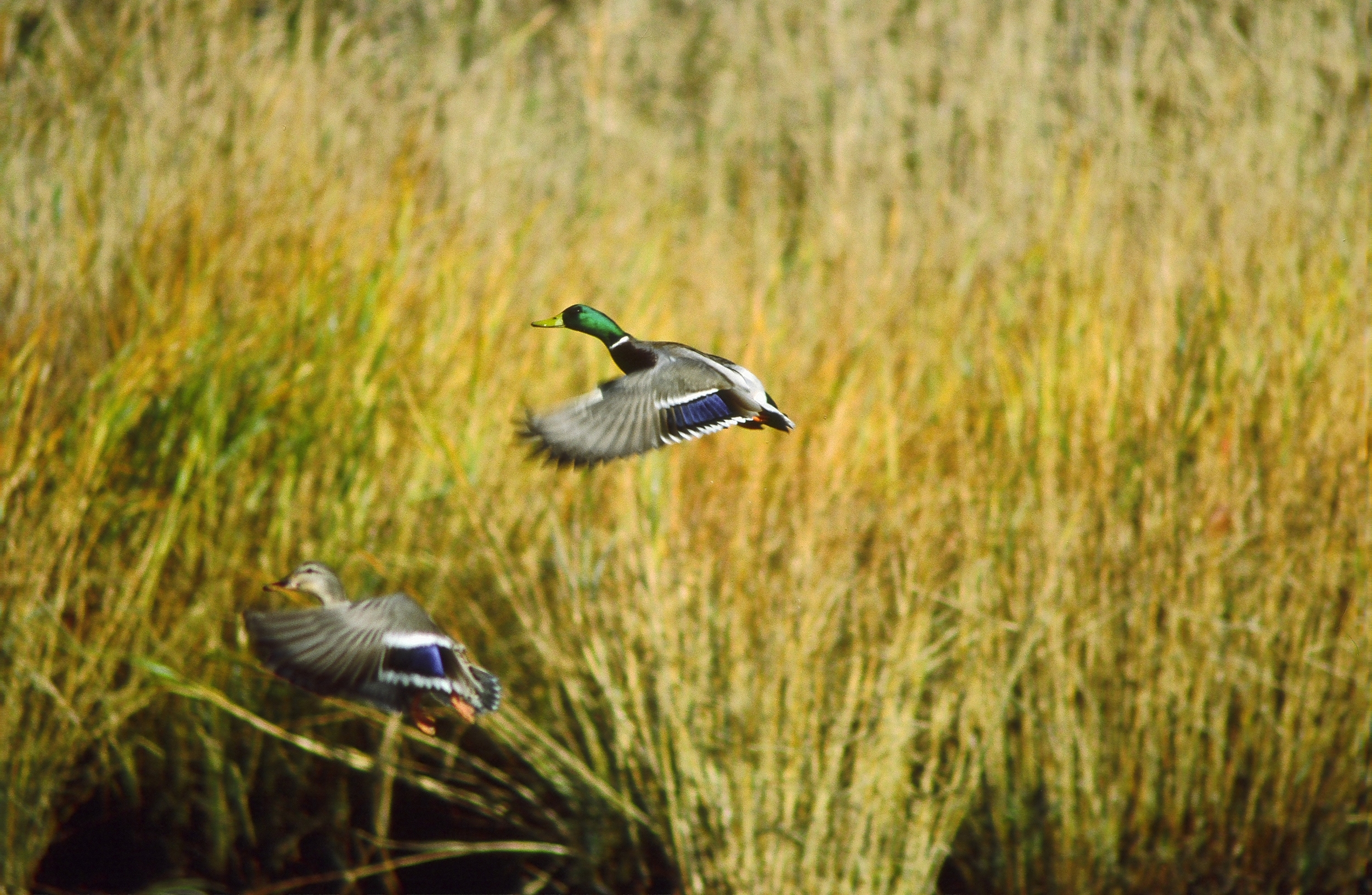 wetland environmental consulting waterfowl